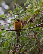 Little bee-eater (merops pusillus) Ngorongoro Conservation Area entrance
